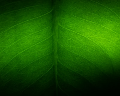 Spring Cleaning: Best Eco-Friendly Products for a Green Home