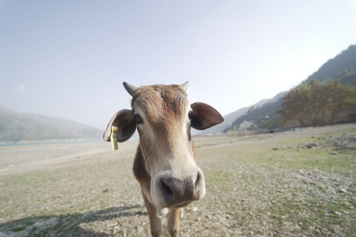 orford cow — Orford Cow Makes History: Community Spirit